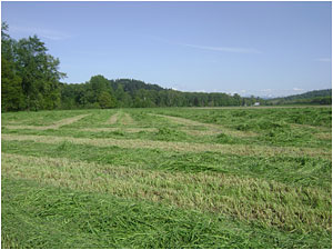 Five cuttings of hay for sale at Bob's Corn, Maze & Pumpkin Patch in Snohomish, Washington, N.E. of Seattle