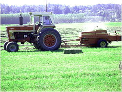 Round bale and dry square bale hay, 5 cuttings, at Bob's Corn, Maze & Pumpkin Patch in Snohomish, Washington, N.E. of Seattle.
