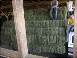 Square cuttings and round bales of hay at Bob's Corn, Maze & Pumpkin Patch in Snohomish, Washington, N.E. of Seattle