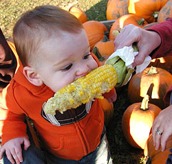 The whole family loves fresh, locally grown sweetcorn, and the best is found at Bob's Corn, Maze & Pumpkin Patch in Snohomish, Washington, N.E. of Seattle.