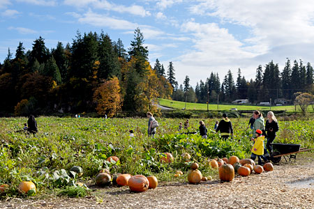 Find the perfect pumpkin and have a great fall day at Bob's Corn Maze and Pumpkin Patch in Snohomish, Washington, northeast of Seattle.